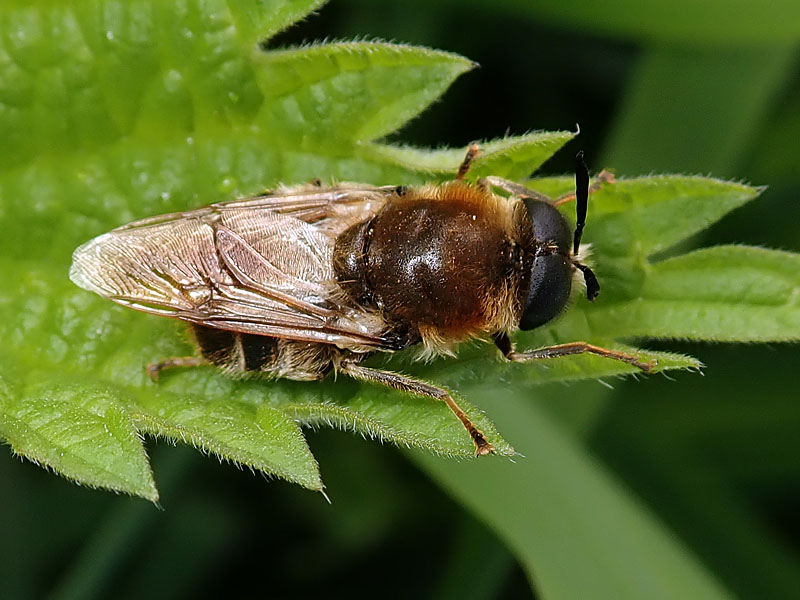 Stratiomyidae: Stratiomys longicornis